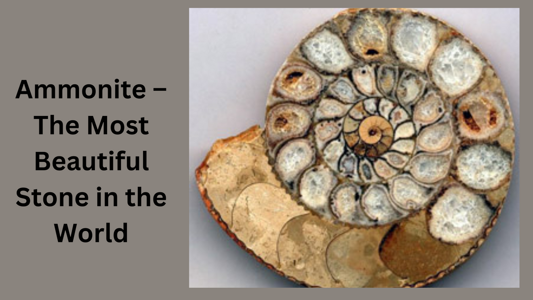 Ammonite – The Most Beautiful Stone in the World