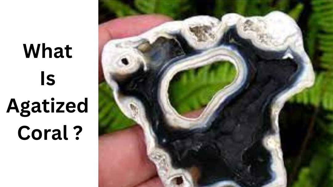 What Is Agatized Coral?
